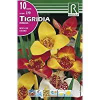 Los mejores  - Bulbo de tigridia (bolsa con 10 bulbos)